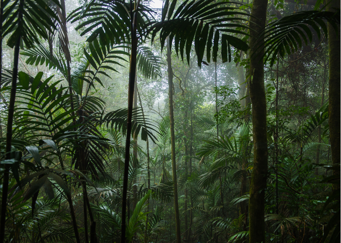 pluie en foret